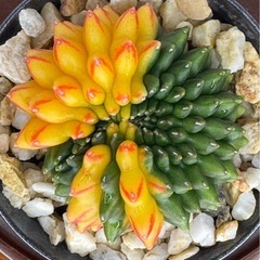 サボテンギムノカリキュウムの画像