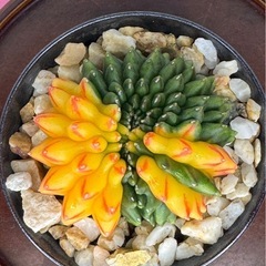 サボテンギムノカリキュウムの画像