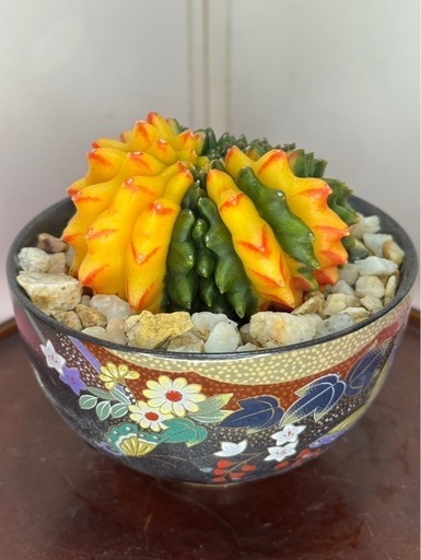 サボテンギムノカリキュウム