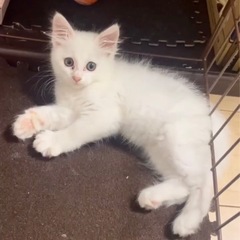 🤍白猫ニャンちゃん🤍