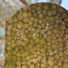 レッドビーシュリンプ10匹