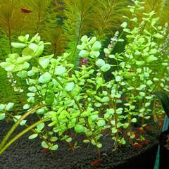 水草 ロタラロトンジフォリア① めだか・エビ水槽に・・・