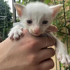 白っぽい子猫の里親募集