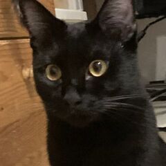 毛が少し長めの黒猫✨とても人懐っこい♥️