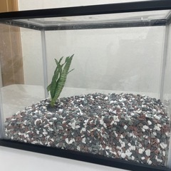 水槽 熱帯魚アクアリウムに