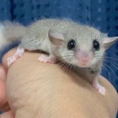 アフリカヤマネ各カラー販売中✨️