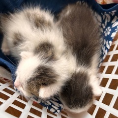 猫あげます