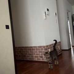 6月3日の深夜〜4日早朝にかけて猫が脱走しました - 山形市
