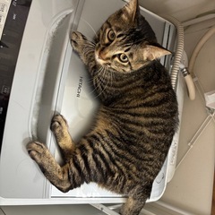 6月3日の深夜〜4日早朝にかけて猫が脱走しました