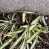 ランキングキーワードに紐づく投稿画像-観葉植物