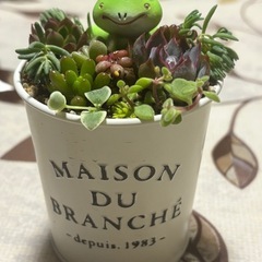 多肉植物寄せ植え