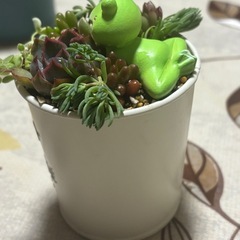 多肉植物寄せ植えの画像