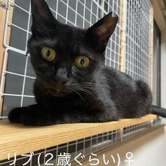 真っ黒レディ激可愛いー