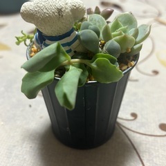 多肉植物の寄せ植えの画像