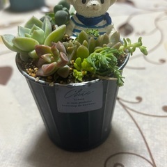 多肉植物の寄せ植え
