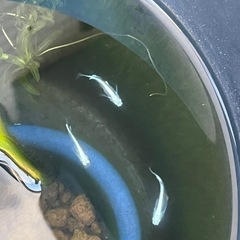 卵10個　幹之みゆきメダカの画像