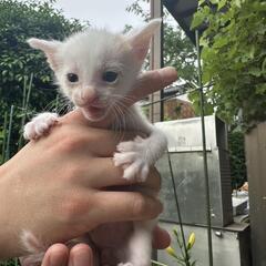 子猫の里親募集。白多め少し茶色の縞が入ってます。