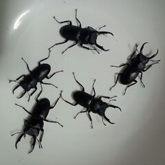 クワガタ3種類8匹セット