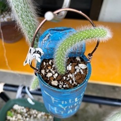 ヒルデゥィﾝティラ　　猫のしっぽ