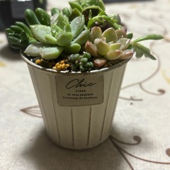 多肉植物の寄せ植え