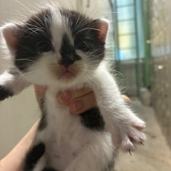 可愛すぎる白黒猫ちゃん 1