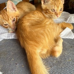 茶トラ猫ちゃんの里親募集