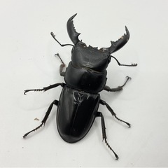 ベトナムヒラタ成虫ペア　発送可能　送料五百円