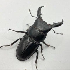 ベトナムヒラタ成虫ペア　発送可能　送料五百円の画像