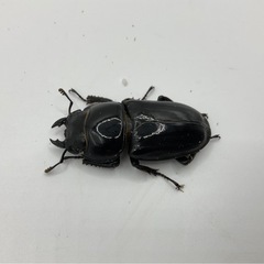ベトナムヒラタ成虫ペア　発送可能　送料五百円の画像