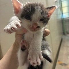 可愛い白黒猫ちゃん 2