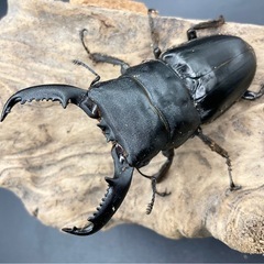ベトナムヒラタ成虫ペア送料五百円