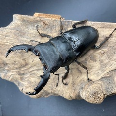 ベトナムヒラタ成虫ペア送料五百円の画像