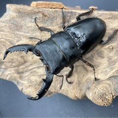 ベトナムヒラタ成虫ペア送料五百円の画像