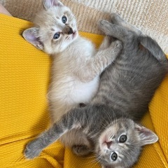【一旦停止】元気ハツラツ！兄妹にゃんこーズ♡