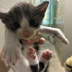 可愛い白黒猫ちゃん 3