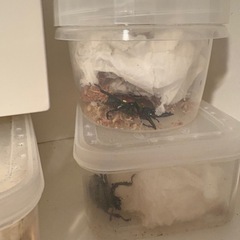 ニジイロクワガタ　成虫　　新成虫　