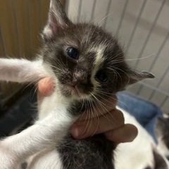 可愛い白黒猫ちゃん 4