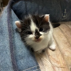 可愛い白黒猫ちゃん5