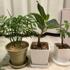 観葉植物　テーブルヤシ　フィカス　パキラ　