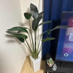 フェイクグリーン🪴