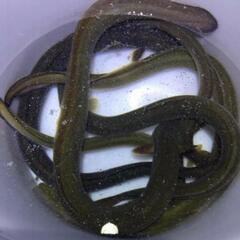 2.うなぎ釣りなら鰻遊会✨　　LINEOpenChat　　　　　...