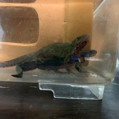アカハライモリ　10
