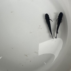 和墨　メダカ　　墨強め
の画像