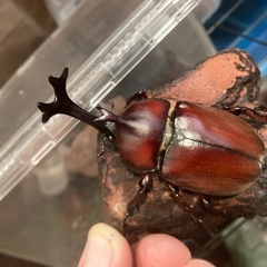 世界のカブクワ