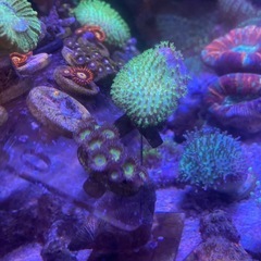 フラグサンゴ（ウミキノコ、マメスナ）