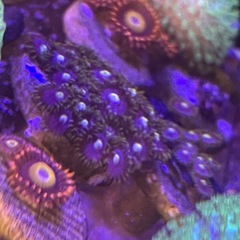 フラグサンゴ（ウミキノコ、マメスナ）の画像