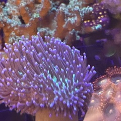 フラグサンゴ（ウミキノコ、マメスナ）の画像