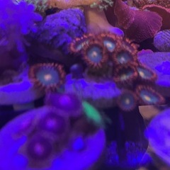 フラグサンゴ（ウミキノコ、マメスナ）の画像