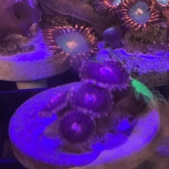 フラグサンゴ（ウミキノコ、マメスナ）の画像