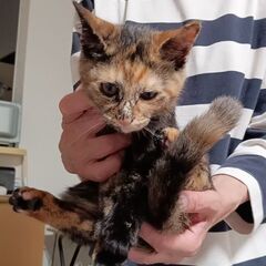 里親になってくださる方を求めます。